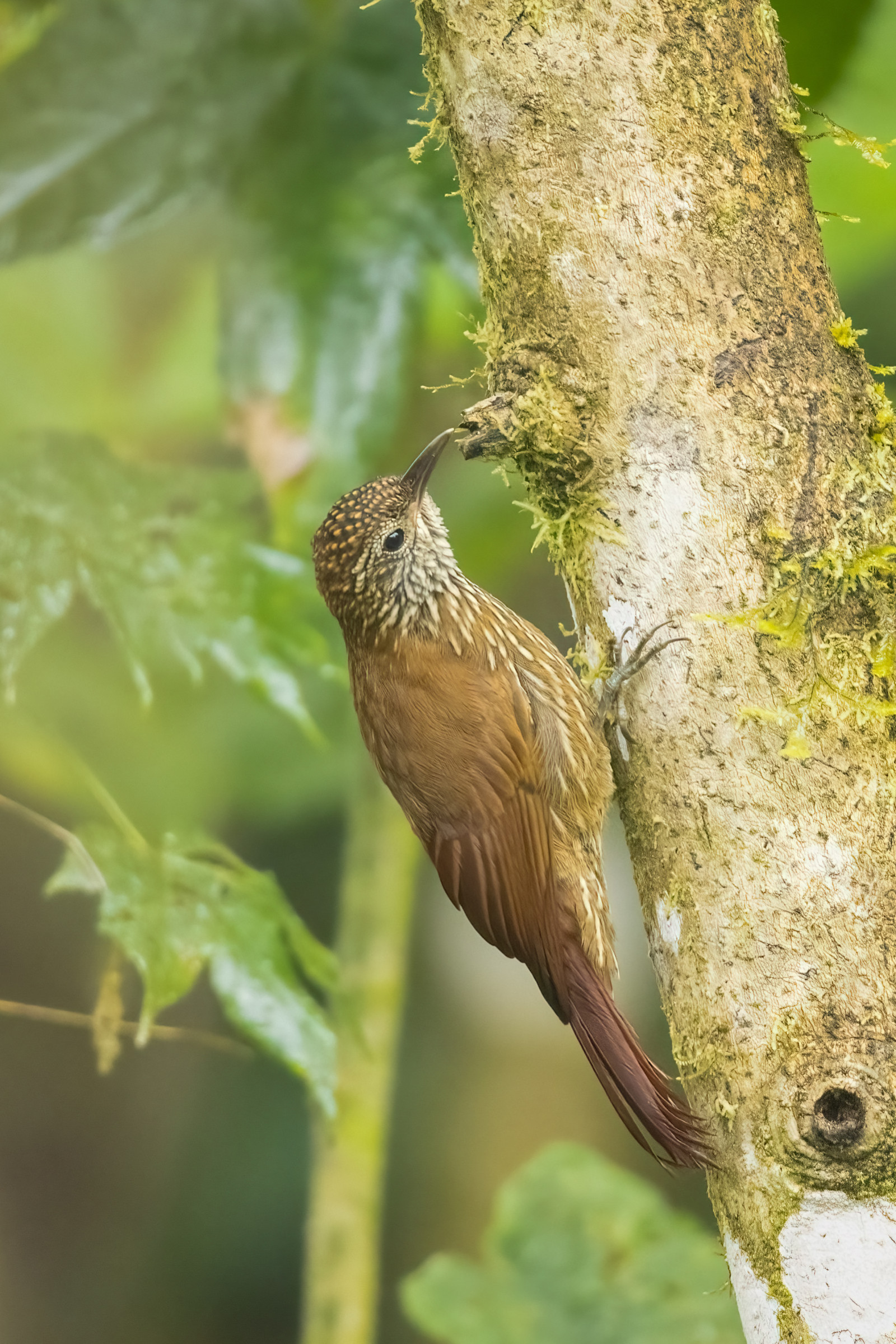 image Montane Woodcreeper